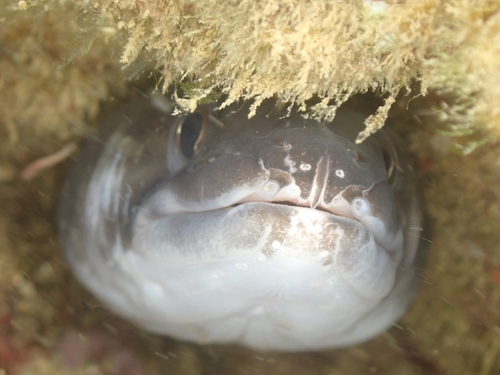 Ash-colored conger eel (Conger cinereus) — Congridae — 3