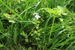Veronica filiformis