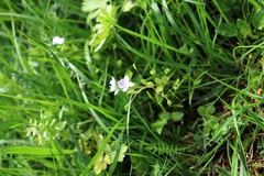Veronica filiformis