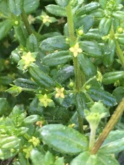 Galium hypocarpium