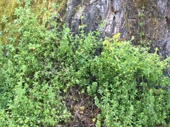 Galium hypocarpium