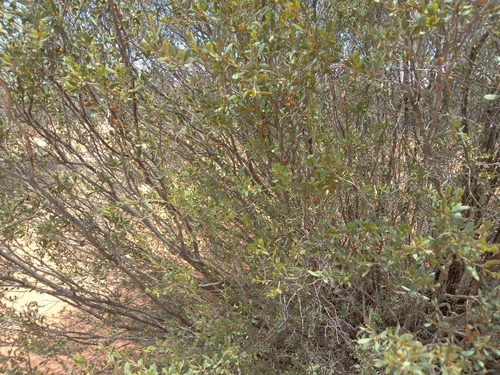 Image of Gaudium coriaceum by (c) Michael McBain, some rights reserved (CC BY)
