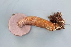 Tylopilus pakaraimensis