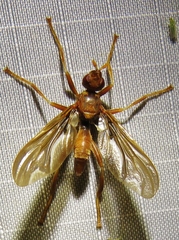 Pyrgota undata
