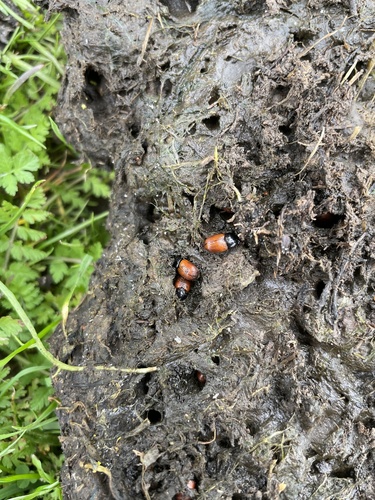 Common dung beetle photo 3