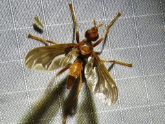 Pyrgota undata