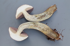 Tylopilus pakaraimensis