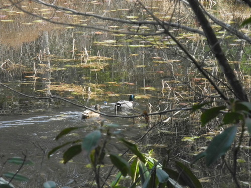 Mallard photographed in North Carolina