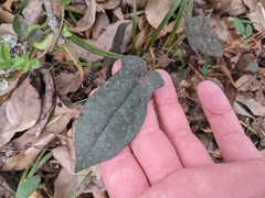 Bignonia