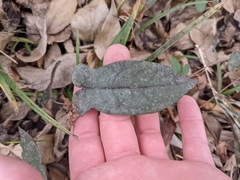 Bignonia
