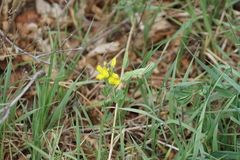 Thermopsis divaricarpa