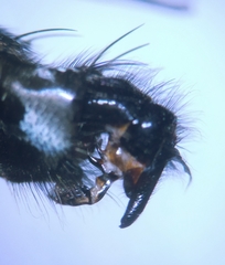 Sarcophaga subvicina