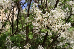 Syringa reticulata