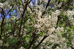Syringa reticulata
