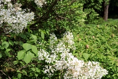 Syringa reticulata