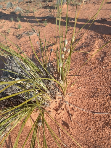 Image of Lomandra leucocephala by (c) Michael McBain, some rights reserved (CC BY)