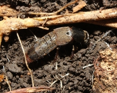 Platydracus mysticus