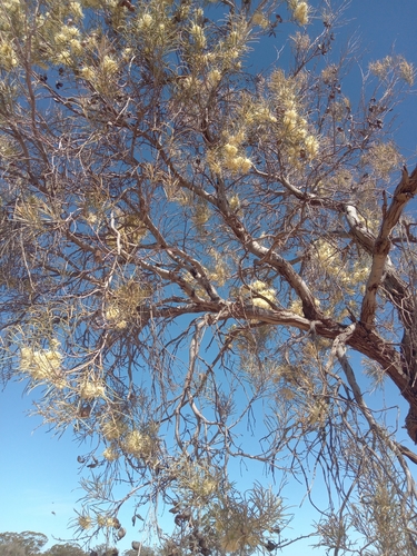 Image of Hakea leucoptera by (c) Michael McBain, some rights reserved (CC BY)