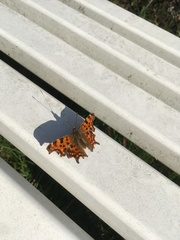 Polygonia c-album
