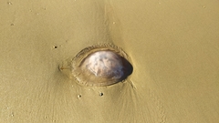 Dactyliophorae