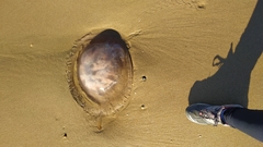 Dactyliophorae