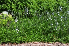 Veronica gentianoides
