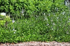 Veronica gentianoides