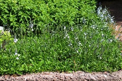 Veronica gentianoides