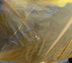 Menemerus bivittatus
