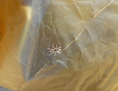 Menemerus bivittatus
