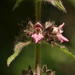 Limestone Woundwort - Photo (c) François-Xavier Taxil, some rights reserved (CC BY-NC), uploaded by François-Xavier Taxil