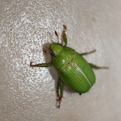 Anoplognathus prasinus