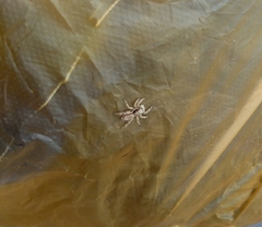 Menemerus bivittatus