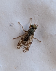 Tephritis nigricauda