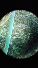 Accipiter nisus