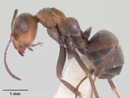 Formica planipilisFormica planipilis