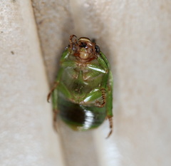 Anoplognathus prasinus