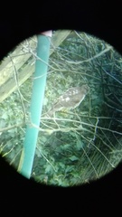 Accipiter nisus
