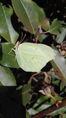 Gonepteryx rhamni