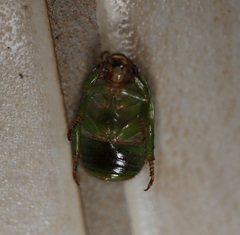 Anoplognathus prasinus