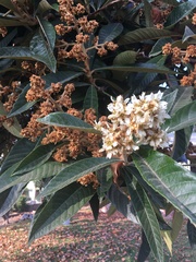 Eriobotrya japonica