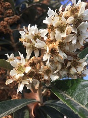 Eriobotrya japonica