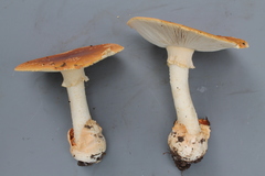 Amanita aurantiobrunnea