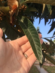 Eriobotrya japonica