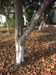 Eriobotrya japonica