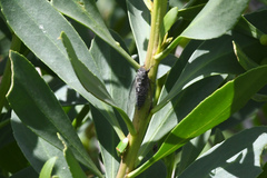 Physeema labyrinthica