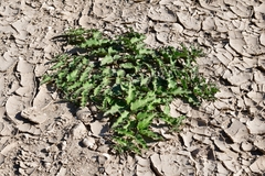 Asclepias prostrata