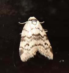 Thallarcha leptographa
