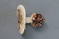 Amanita campinaranae