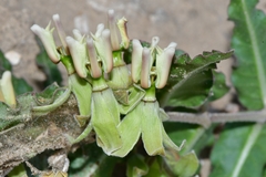 Asclepias prostrata